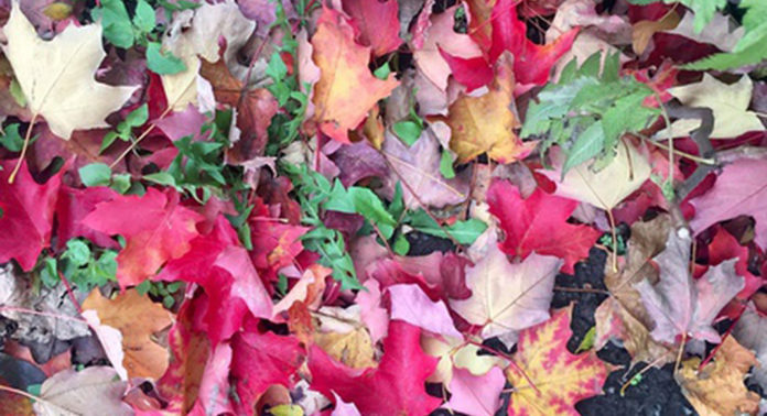 automne_montreal