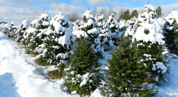 sapins_cueillette_quebec
